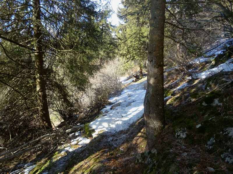 Ursus arctos.....le tracce e le orme